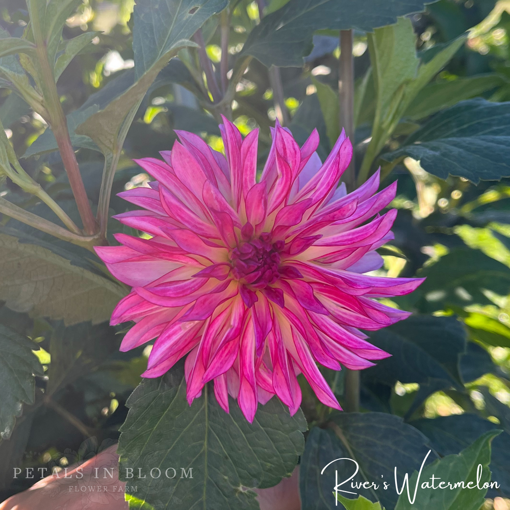 
                  
                    Rivers Watermelon Dahlia Tuber
                  
                