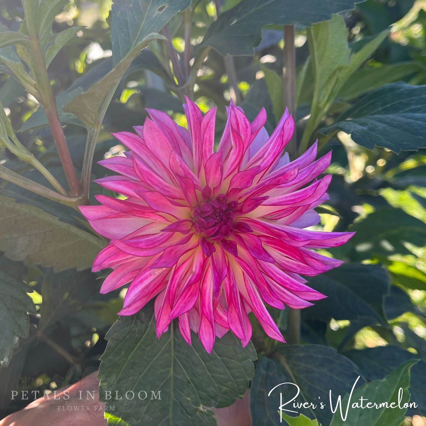 
                  
                    Rivers Watermelon Dahlia Tuber
                  
                