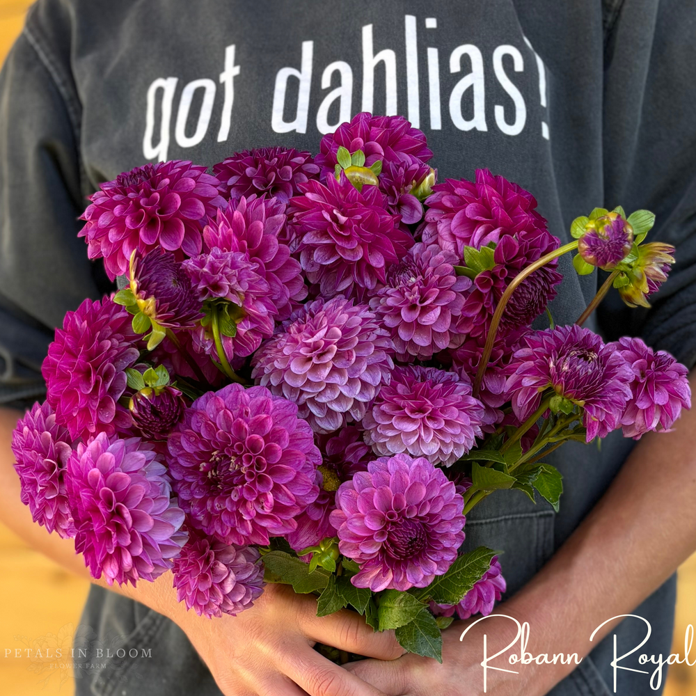 
                  
                    Robann Royal Dahlia Tubers
                  
                