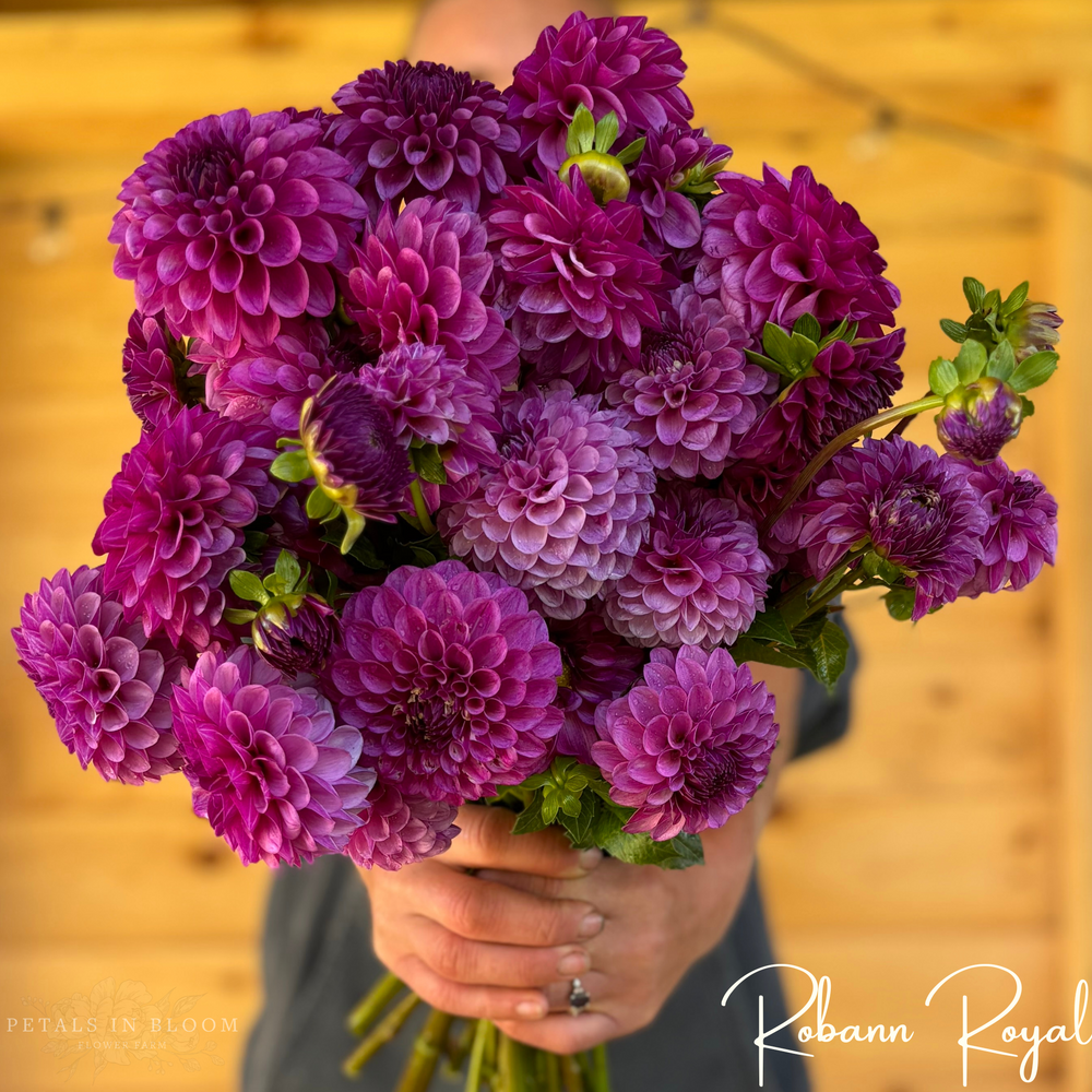 Robann Royal Dahlia Tubers