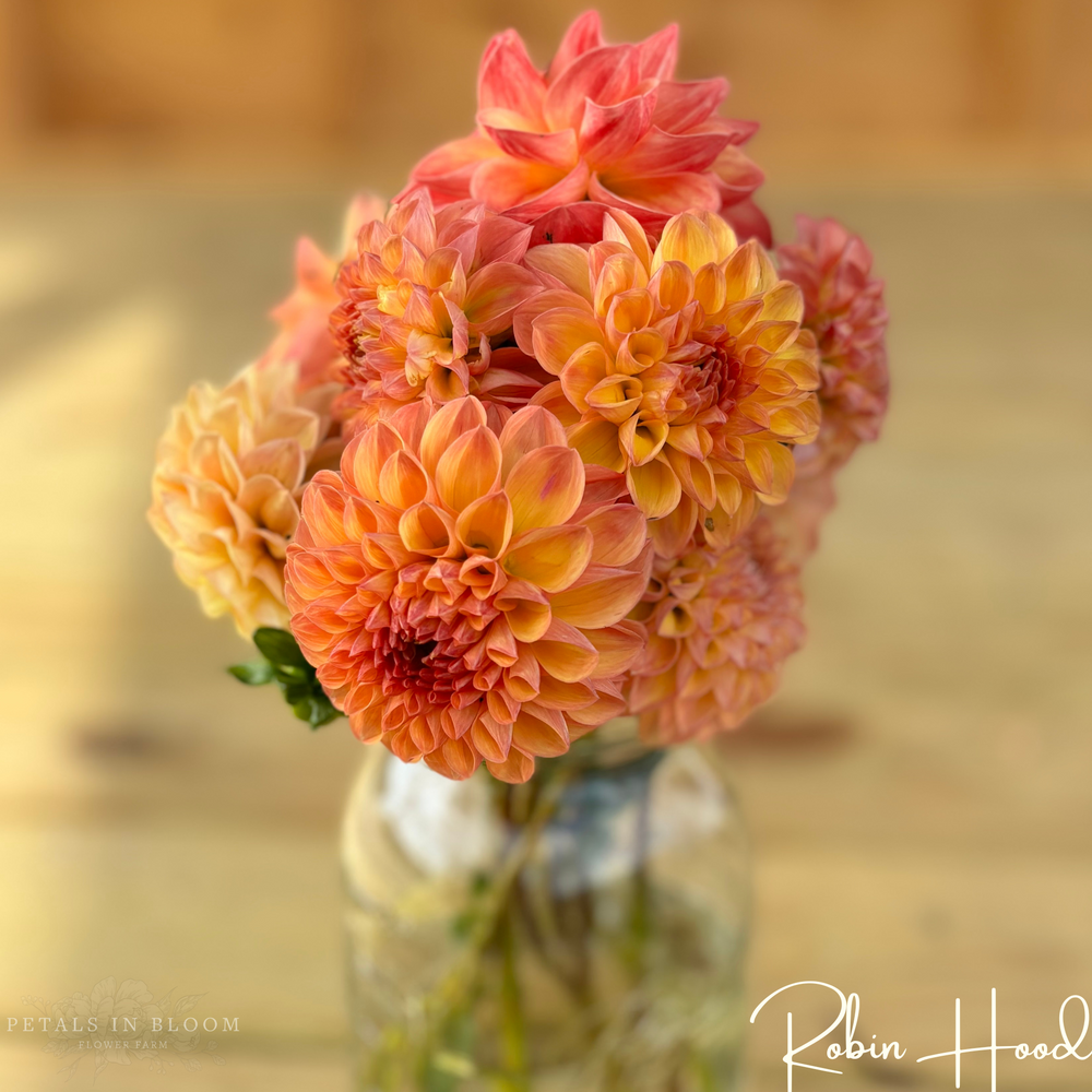 
                  
                    Robin Hood Dahlia Tubers
                  
                