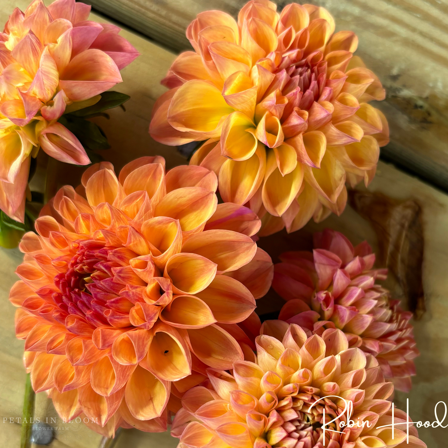 
                  
                    Robin Hood Dahlia Tubers
                  
                