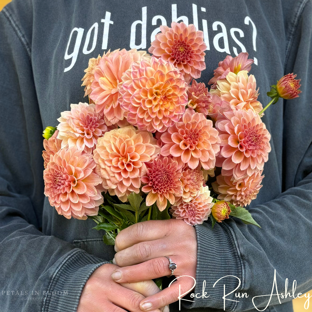 Rock Run Ashley Dahlia Tubers – Petals In Bloom Flower Farm