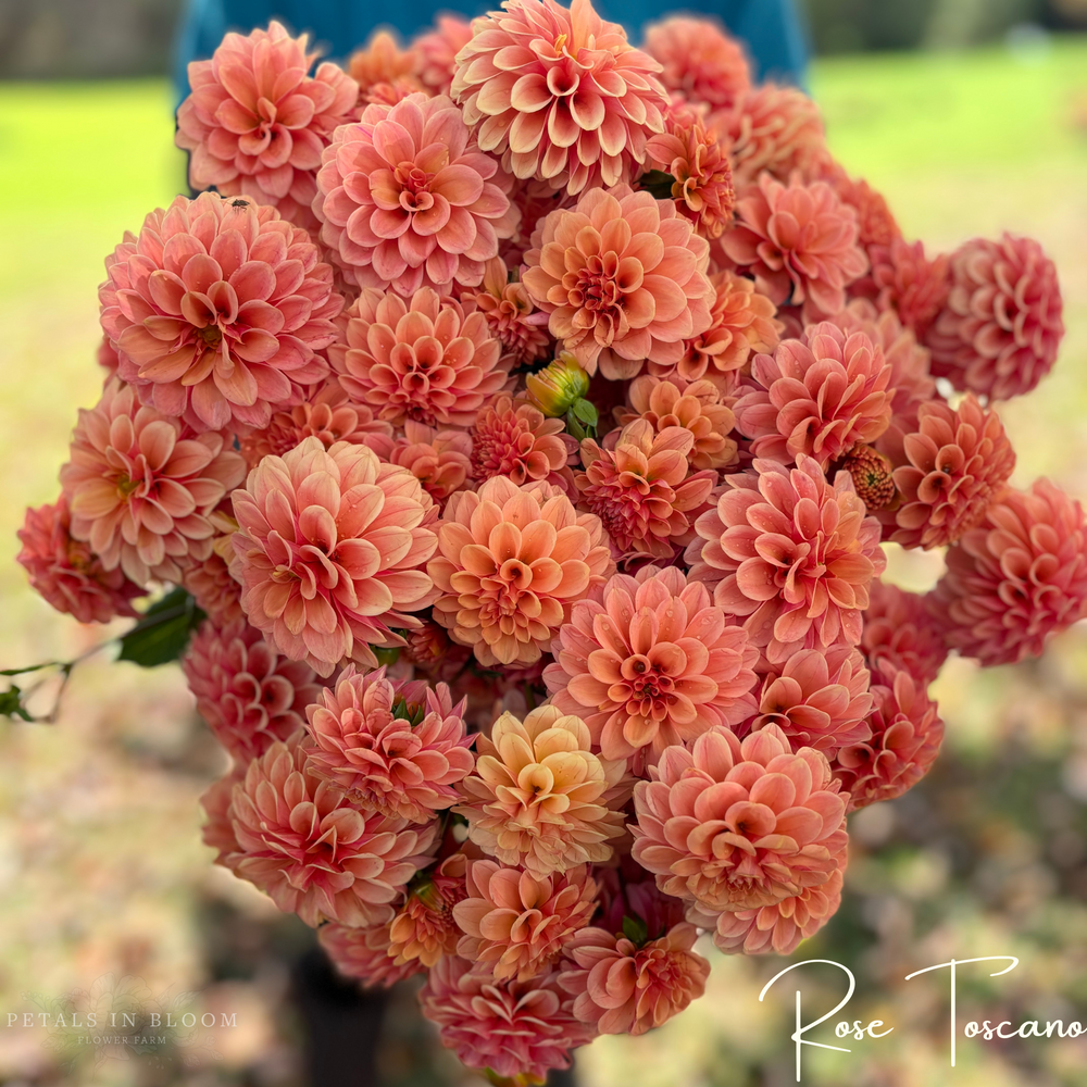 
                  
                    Rose Toscano Dahlia Tuber
                  
                