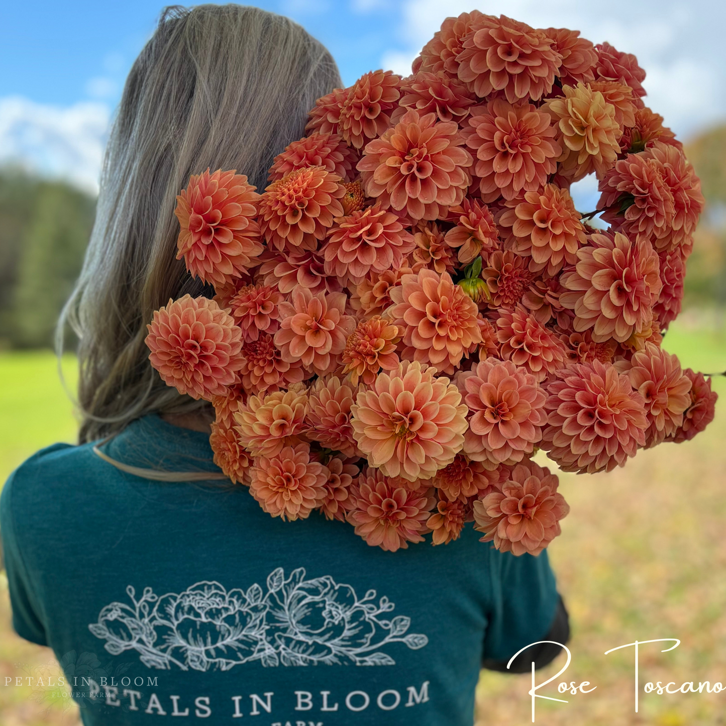 
                  
                    Rose Toscano Dahlia Tuber
                  
                