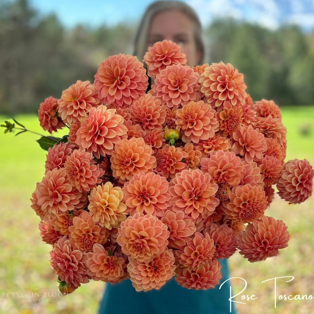 
                  
                    Rose Toscano Dahlia Tuber
                  
                