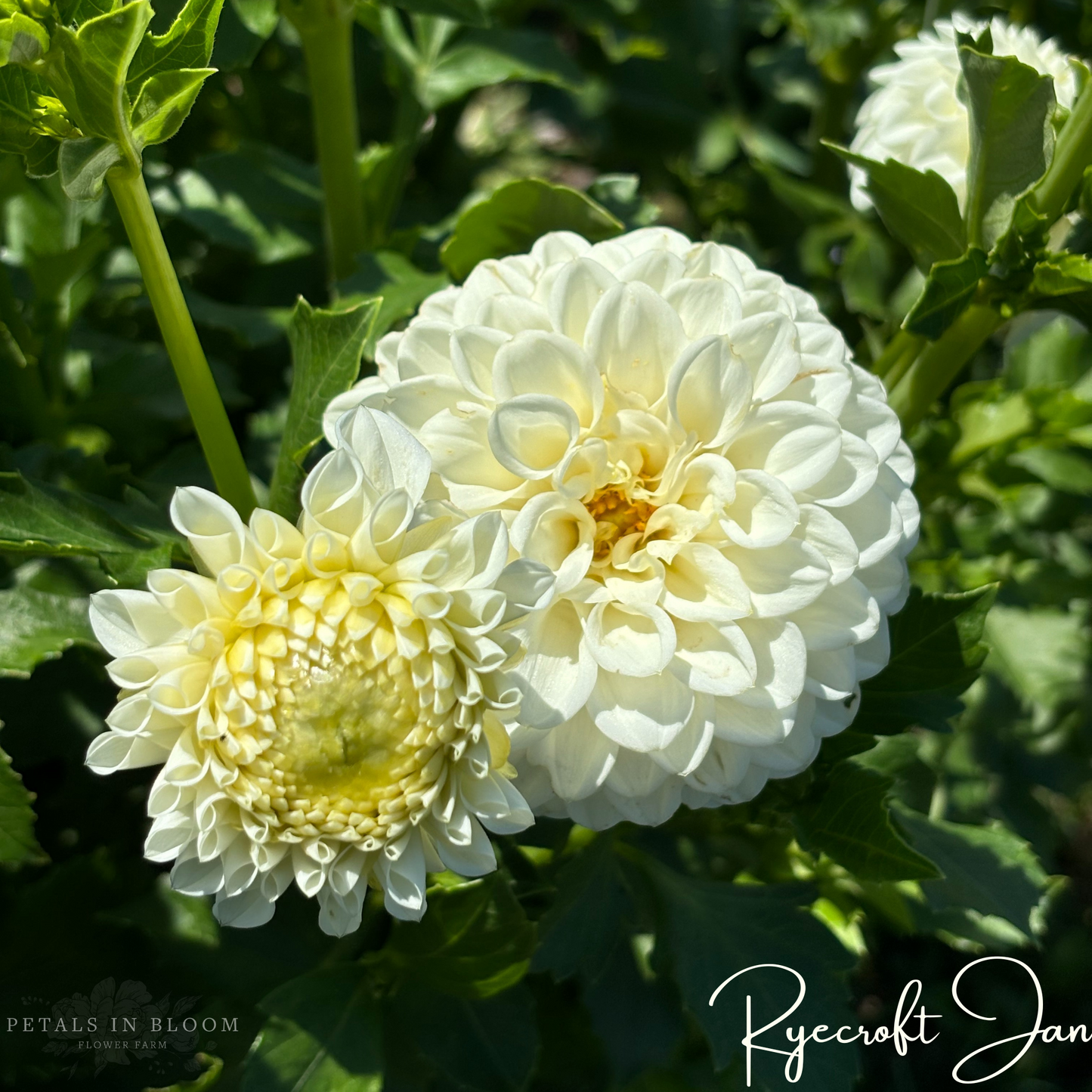 
                  
                    Ryecroft Jan Dahlia Tuber
                  
                