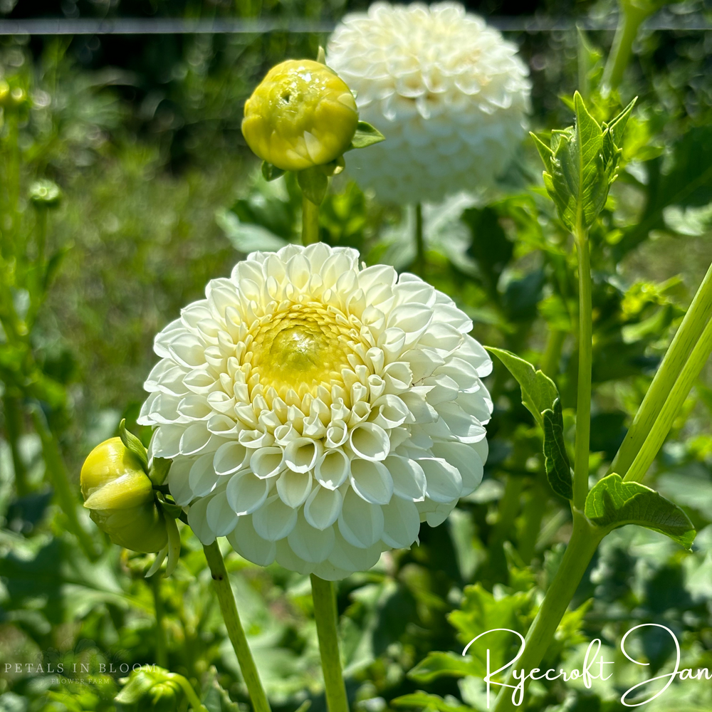 
                  
                    Ryecroft Jan Dahlia Tuber
                  
                