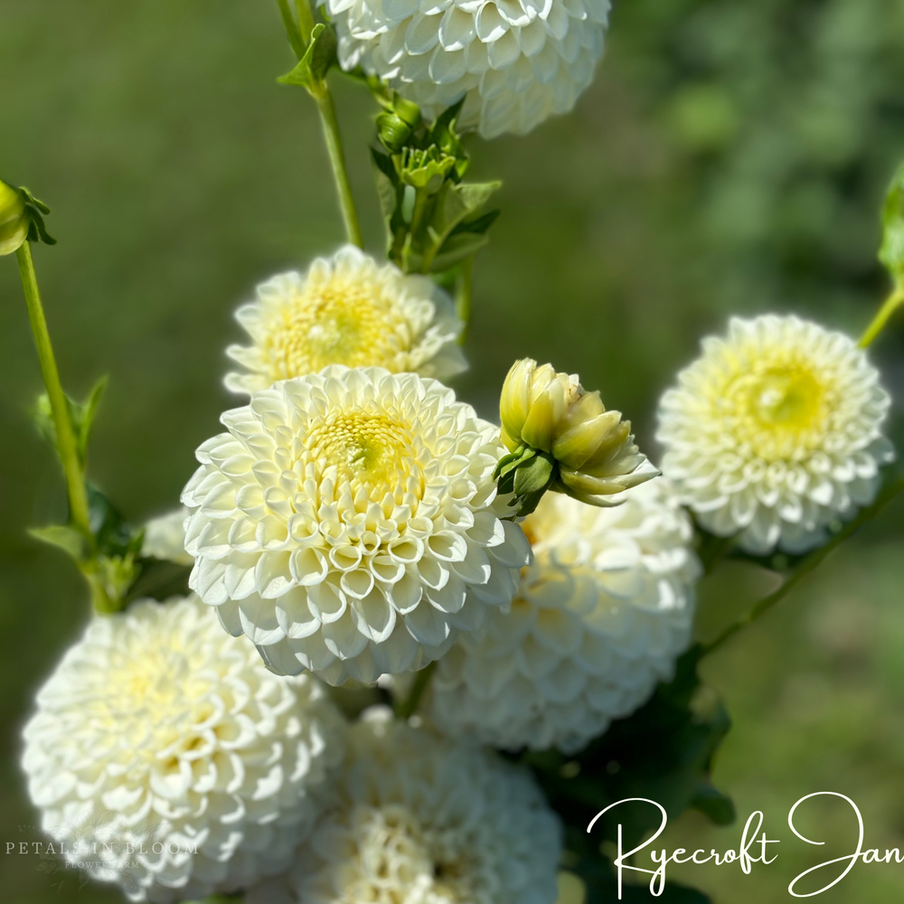 
                  
                    Ryecroft Jan Dahlia Tuber
                  
                