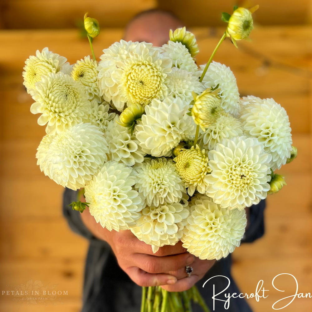 Ryecroft Jan Dahlia Tuber