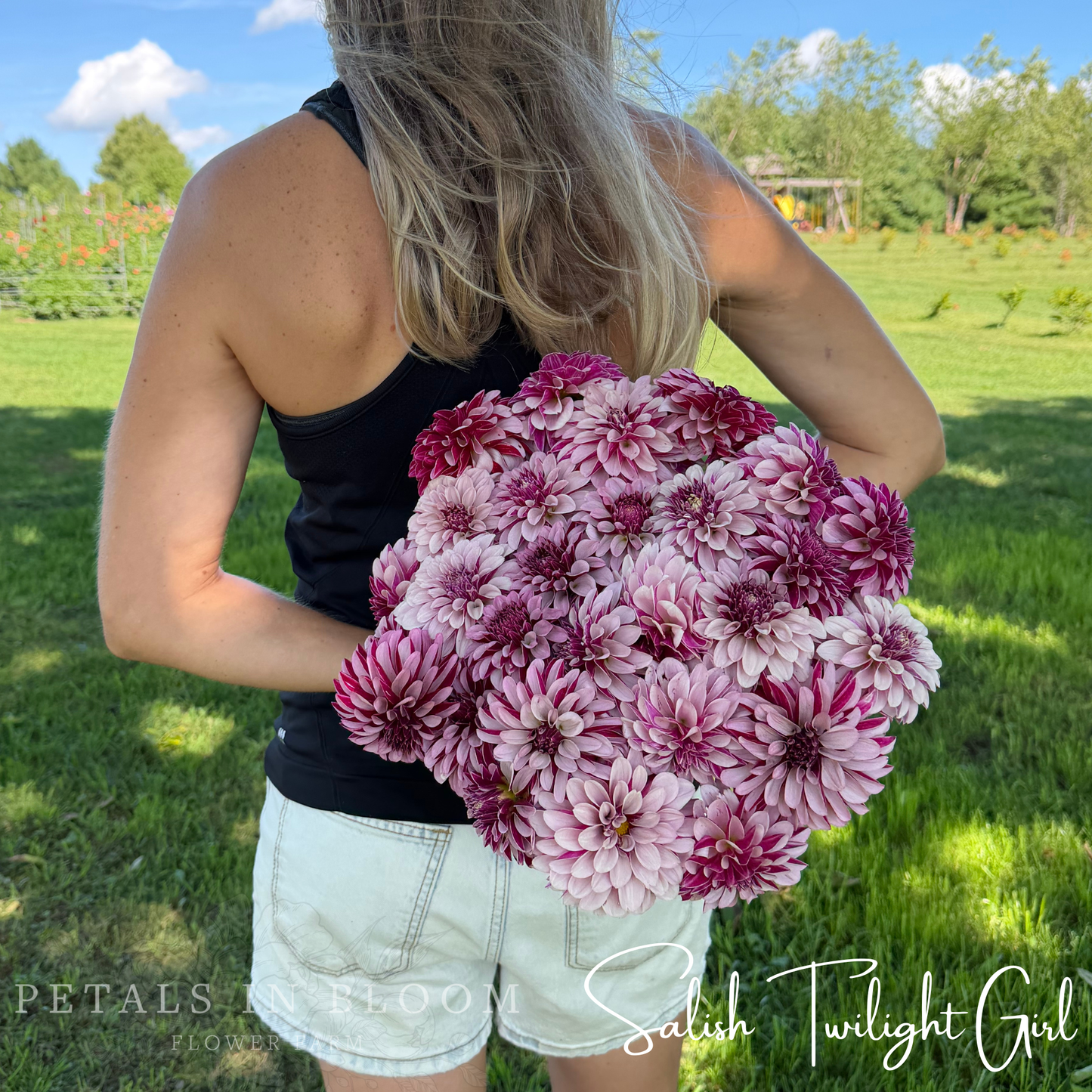 
                  
                    Salish Twilight Girl Dahlia Tuber
                  
                