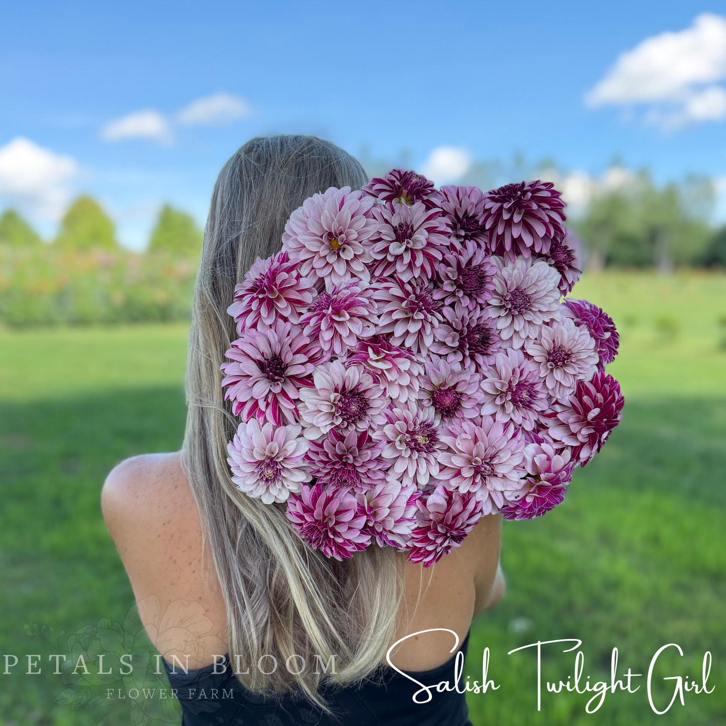 
                  
                    Salish Twilight Girl Dahlia Tuber
                  
                