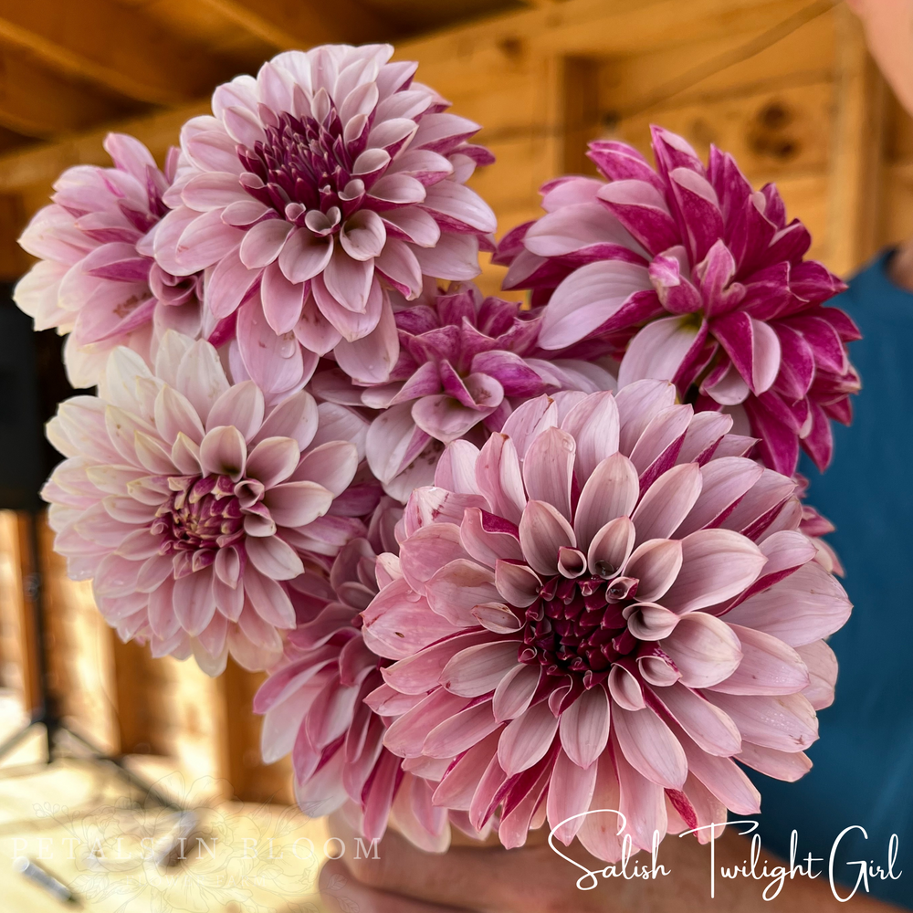 Salish Twilight Girl Dahlia Tuber