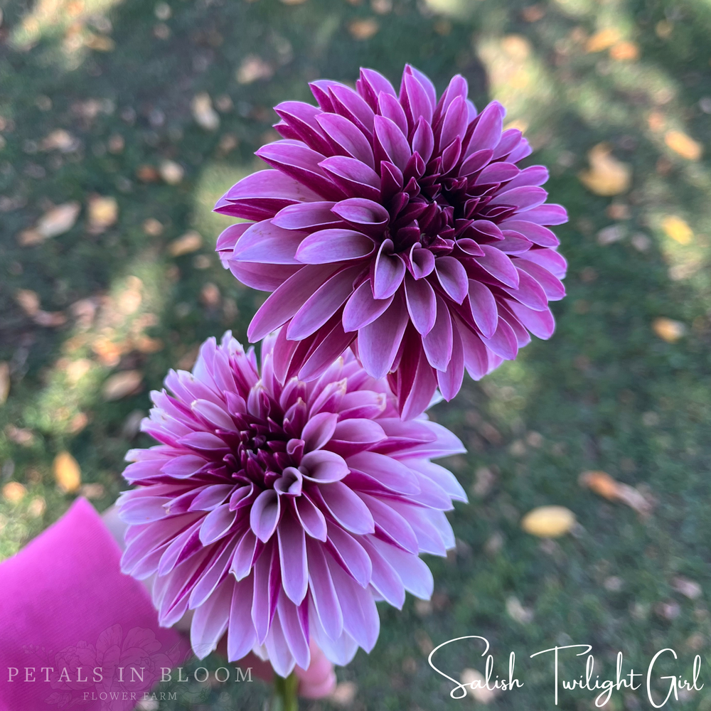 Salish Twilight Girl Dahlia Tuber