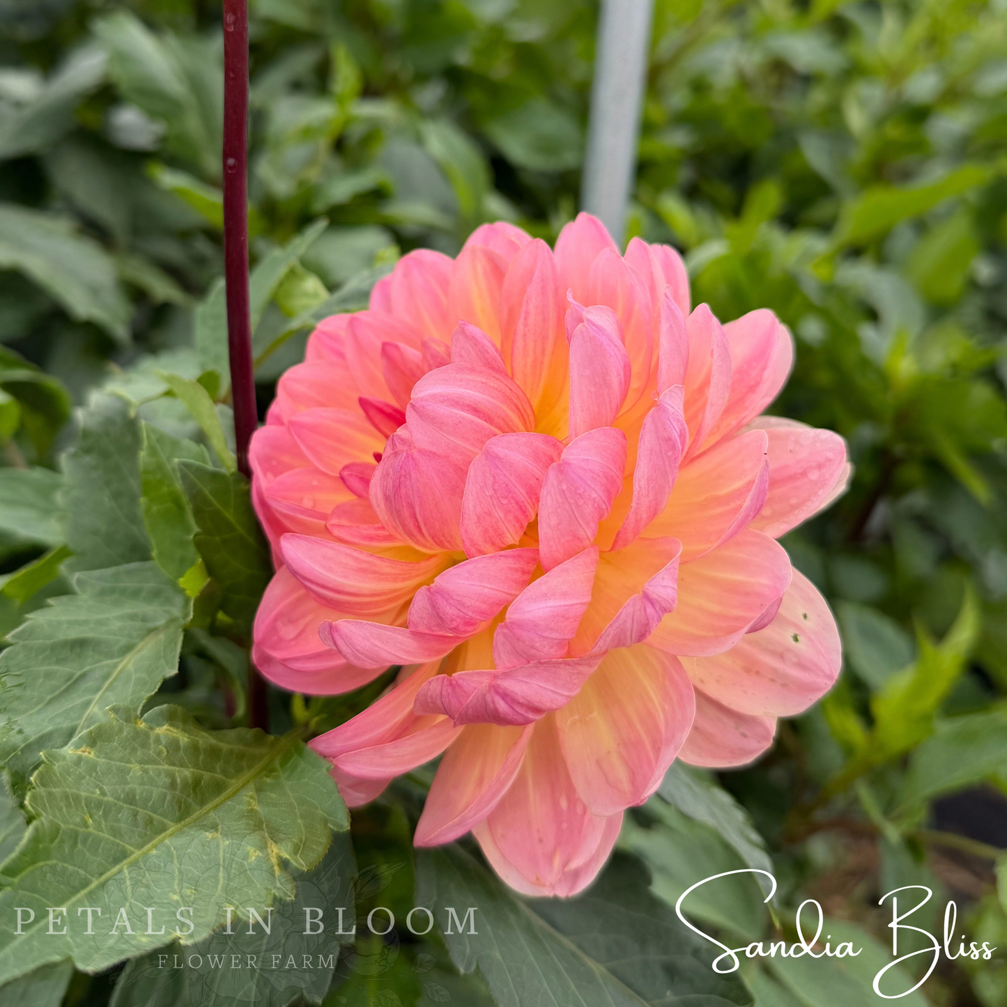 
                  
                    Sandia Bliss Dahlia Tuber
                  
                