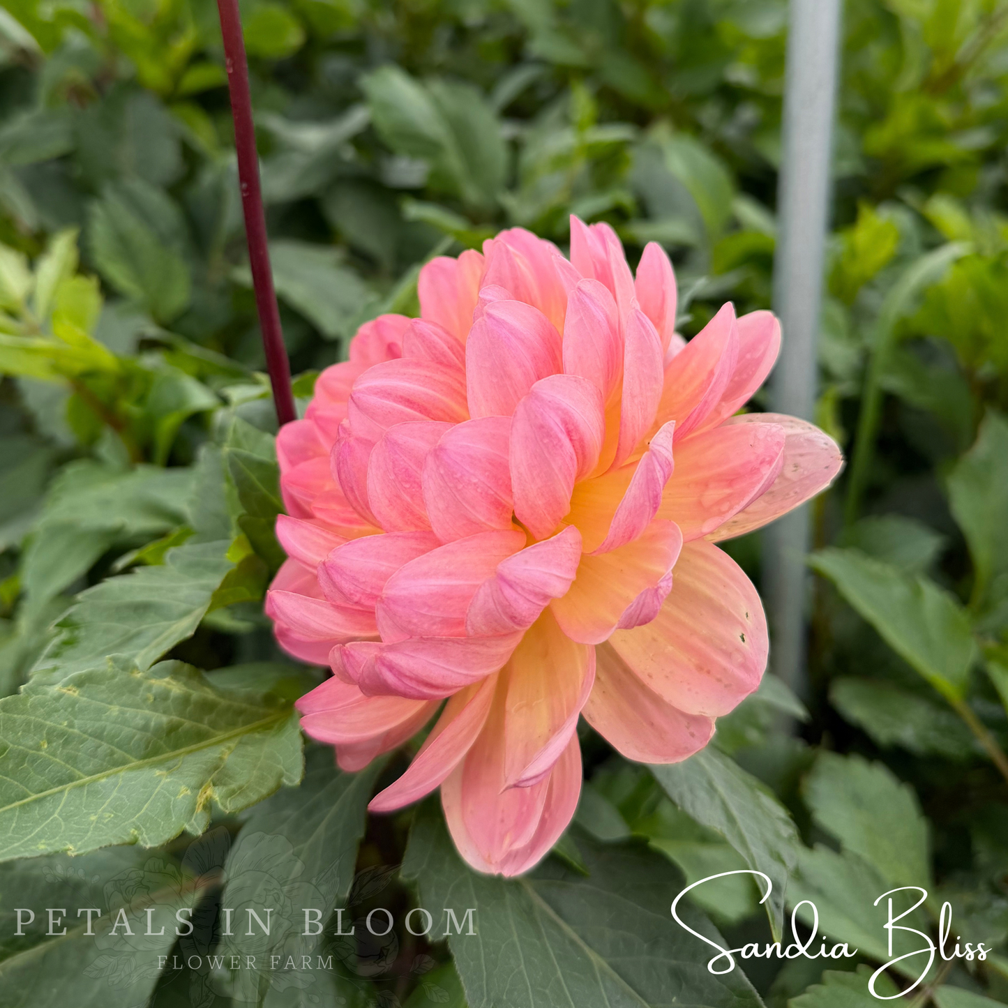 
                  
                    Sandia Bliss Dahlia Tuber
                  
                
