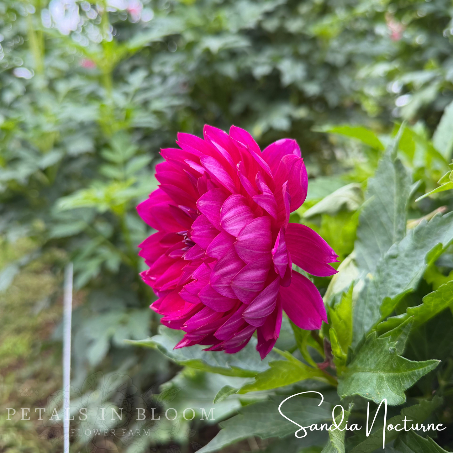 
                  
                    Sandia Nocturne Dahlia Tuber
                  
                