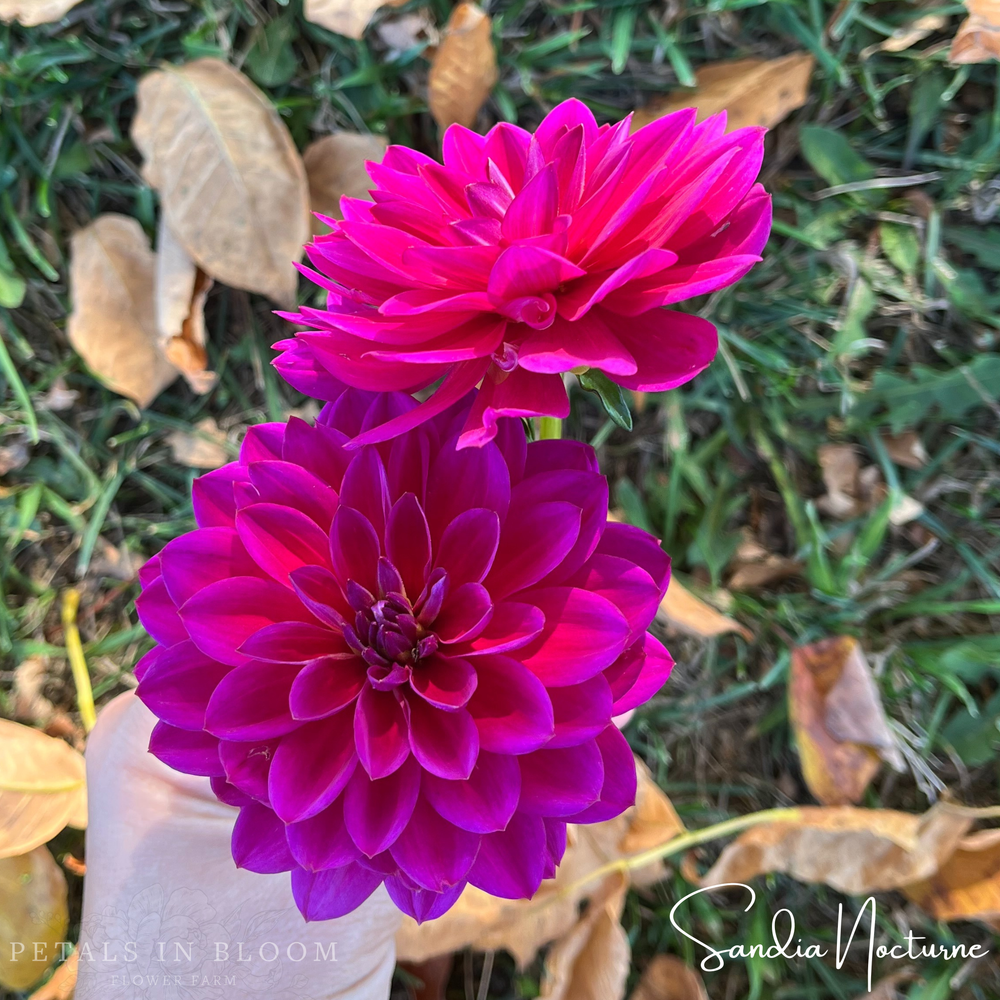 Sandia Nocturne Dahlia Tuber
