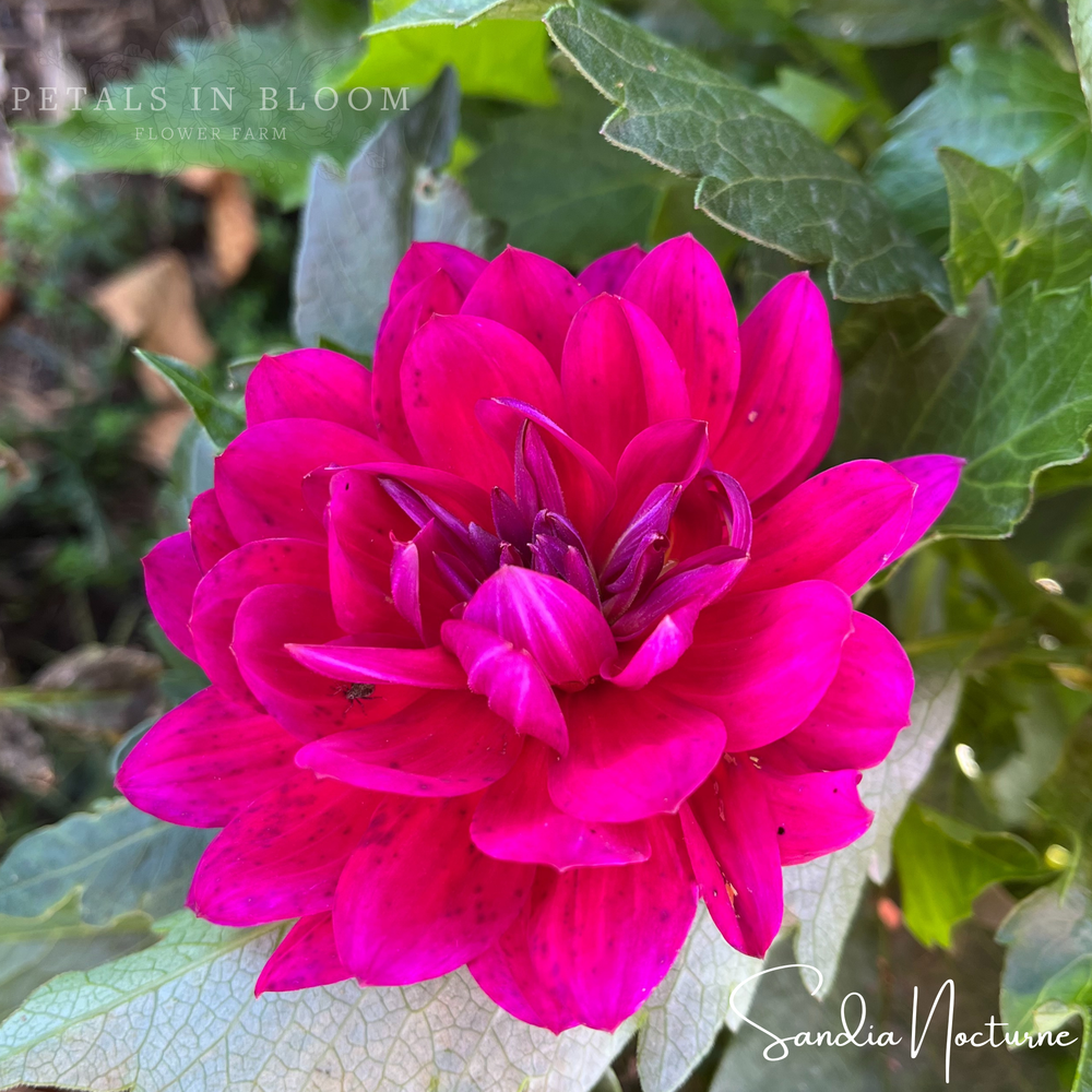 Sandia Nocturne Dahlia Tuber