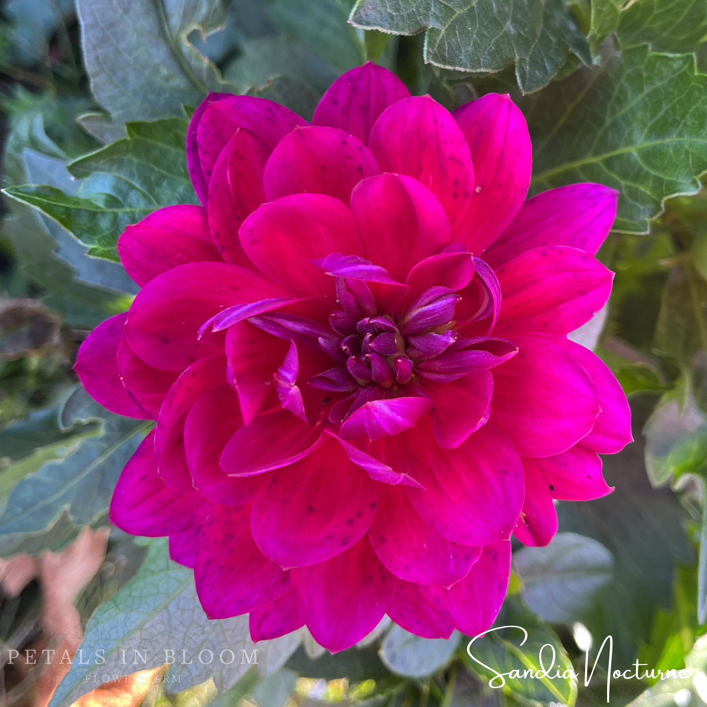
                  
                    Sandia Nocturne Dahlia Tuber
                  
                