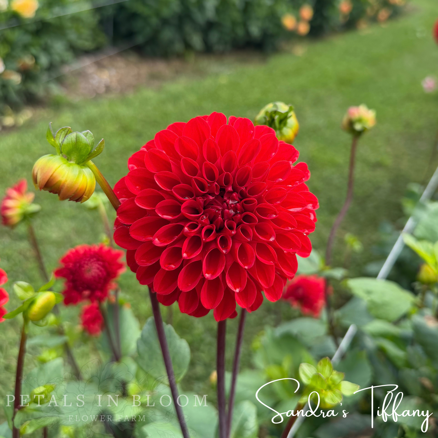 
                  
                    Sandra's Tiffany Dahlia Tubers
                  
                