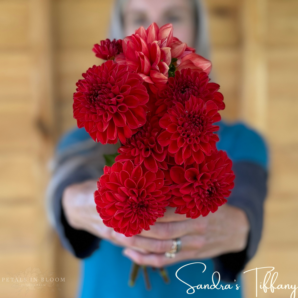 
                  
                    Sandra's Tiffany Dahlia Tubers
                  
                