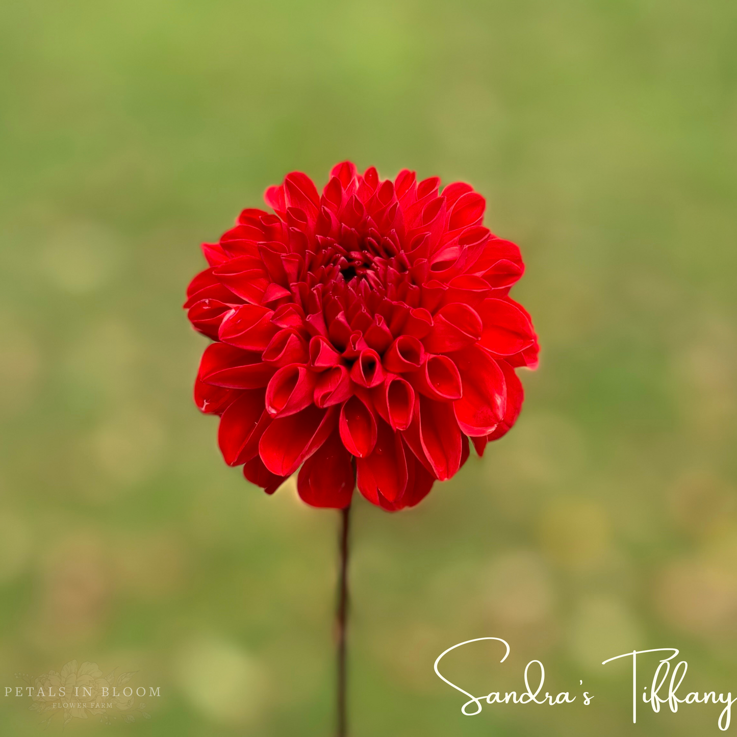 
                  
                    Sandra's Tiffany Dahlia Tubers
                  
                