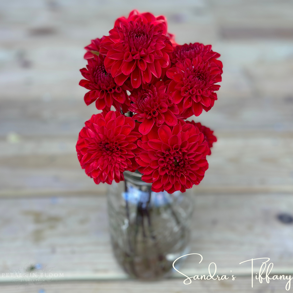 
                  
                    Sandra's Tiffany Dahlia Tubers
                  
                
