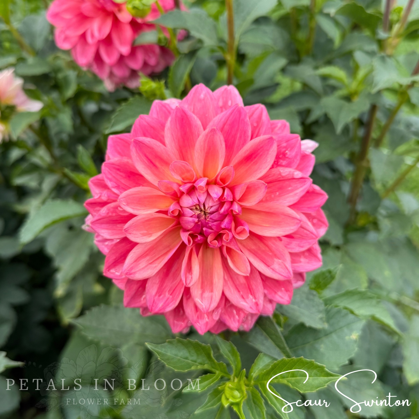 
                  
                    Scaur Swinton Dahlia Tubers
                  
                