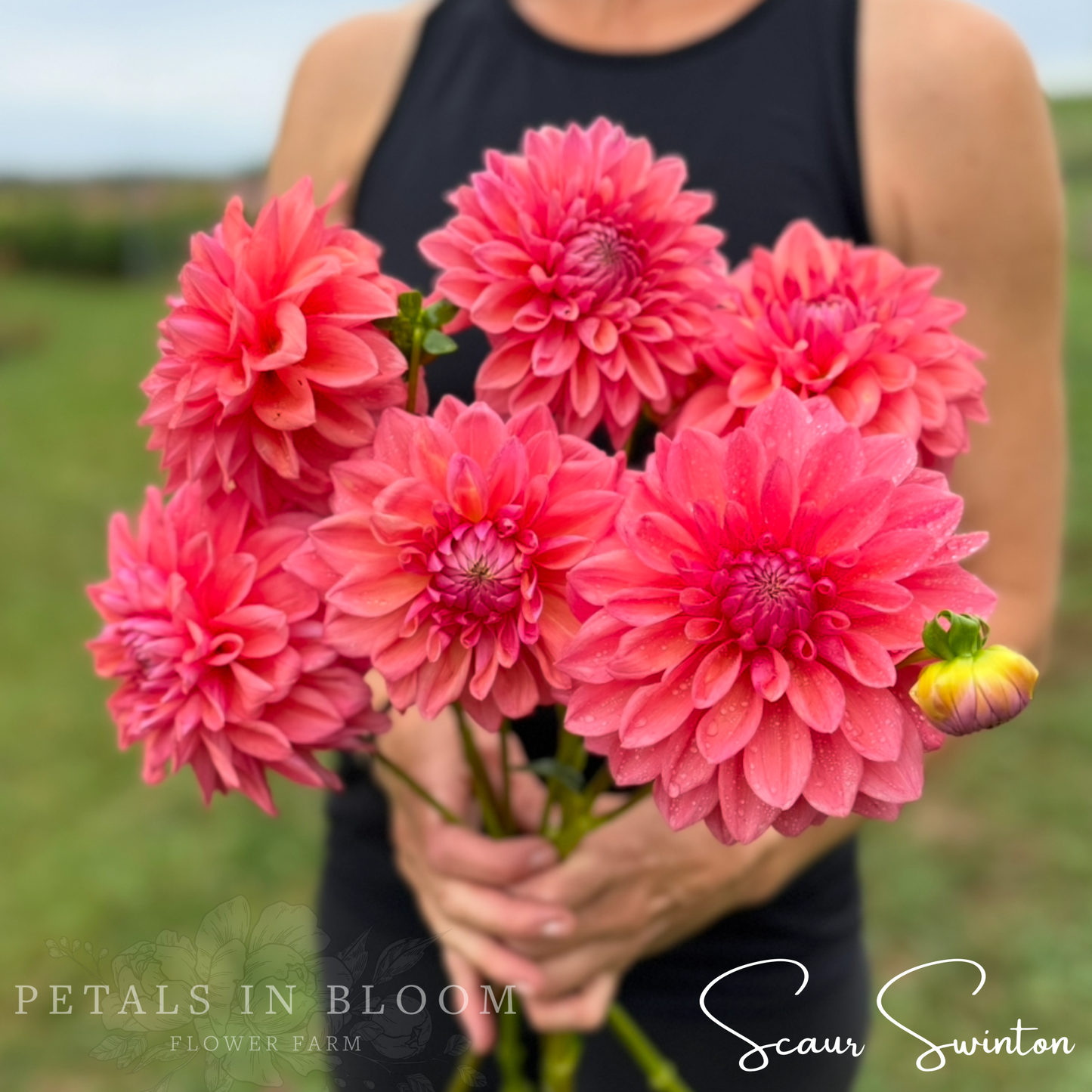 
                  
                    Scaur Swinton Dahlia Tubers
                  
                