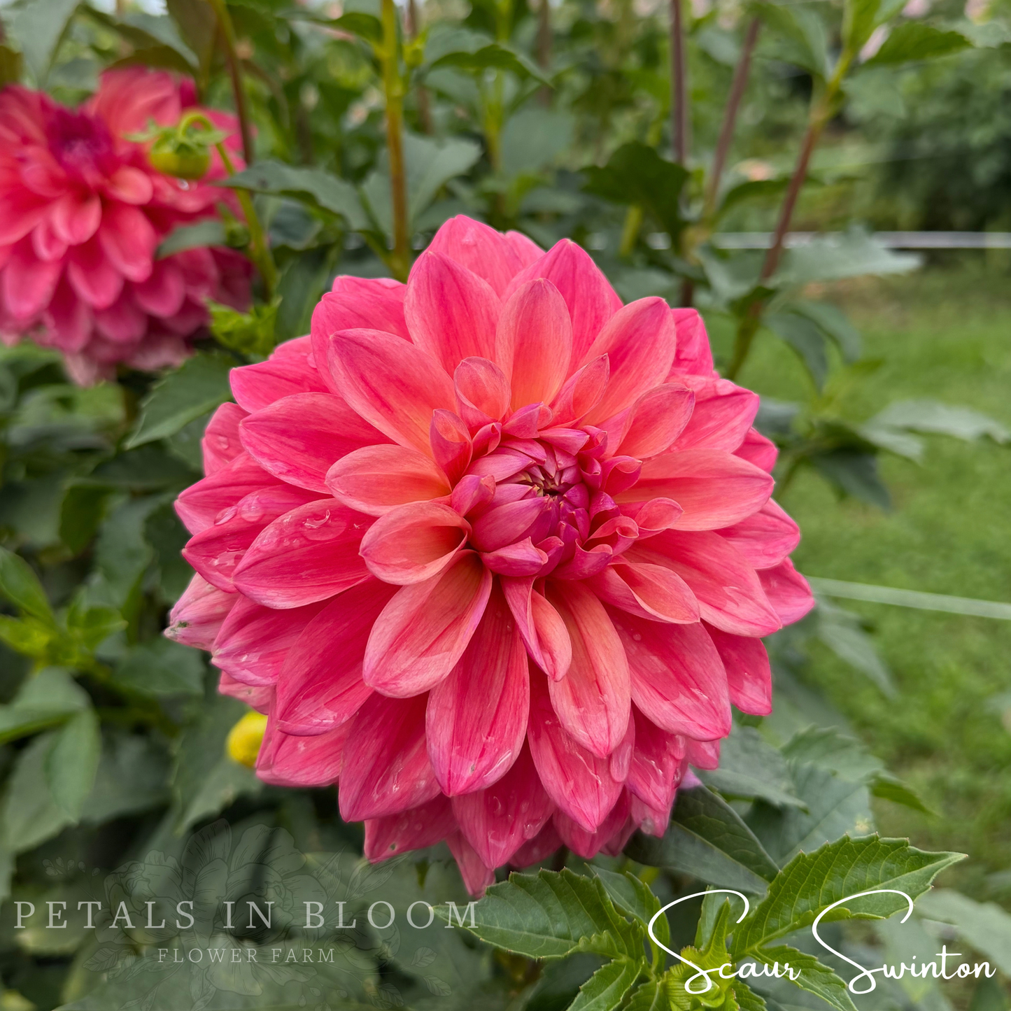 
                  
                    Scaur Swinton Dahlia Tubers
                  
                