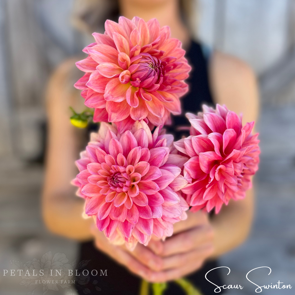 
                  
                    Scaur Swinton Dahlia Tubers
                  
                