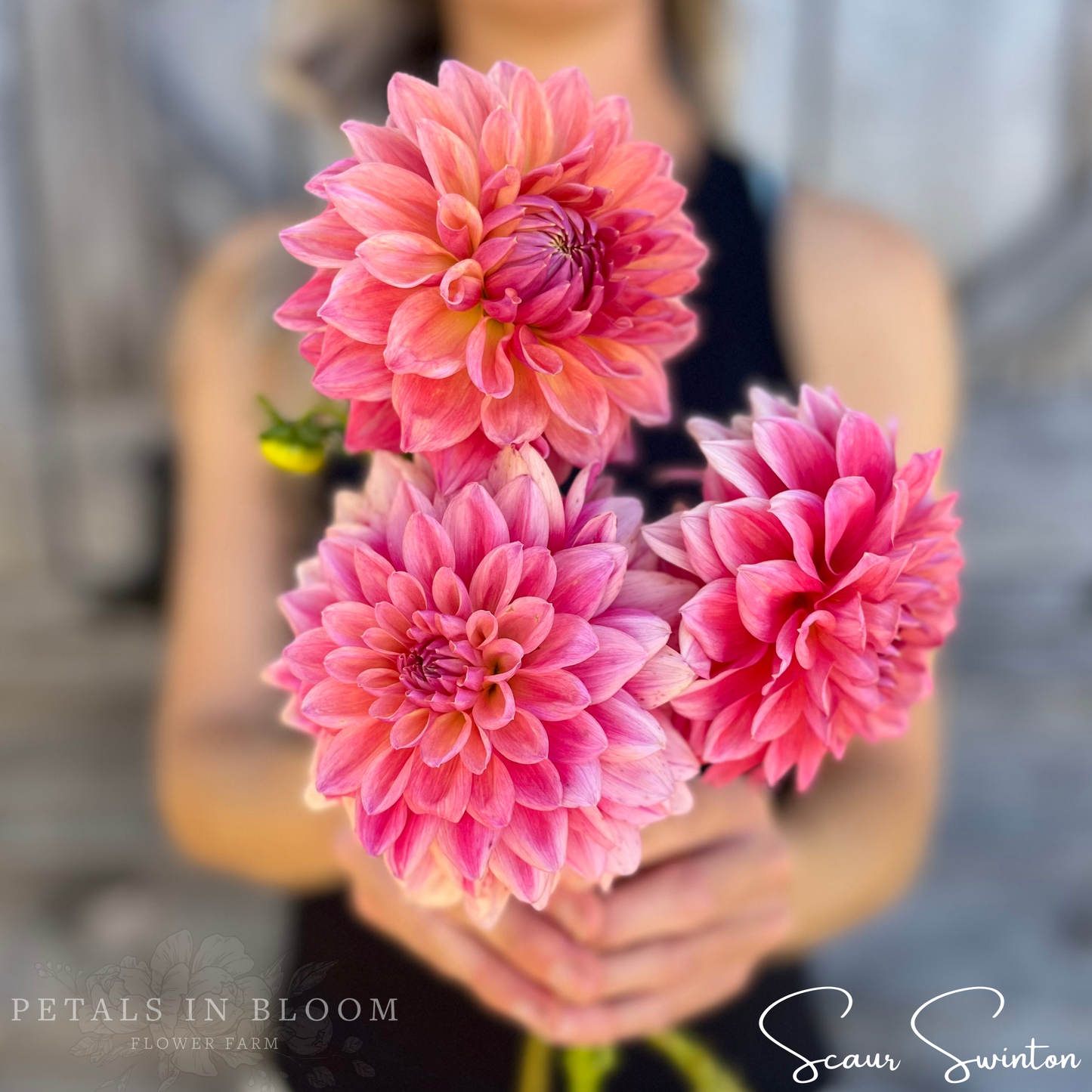 
                  
                    Scaur Swinton Dahlia Tubers
                  
                