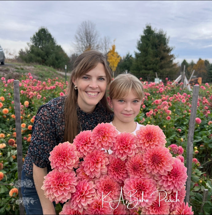 
                  
                    Sunset Collection for Katherine Dahlia Tubers
                  
                
