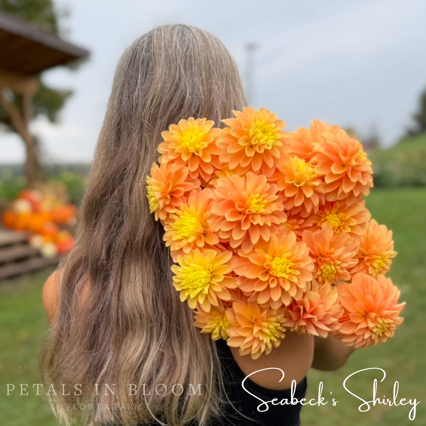 
                  
                    Seabecks Shirley Dahlia Tuber
                  
                