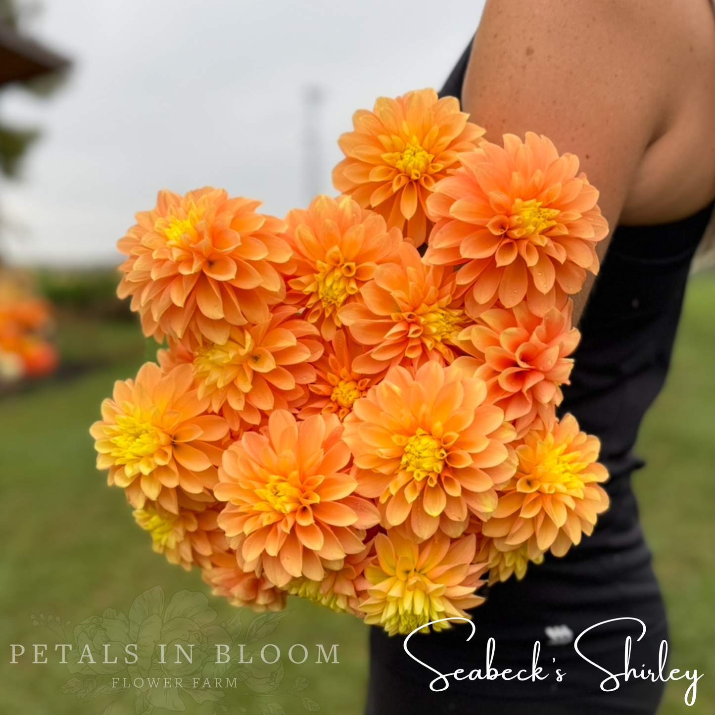 
                  
                    Seabecks Shirley Dahlia Tuber
                  
                