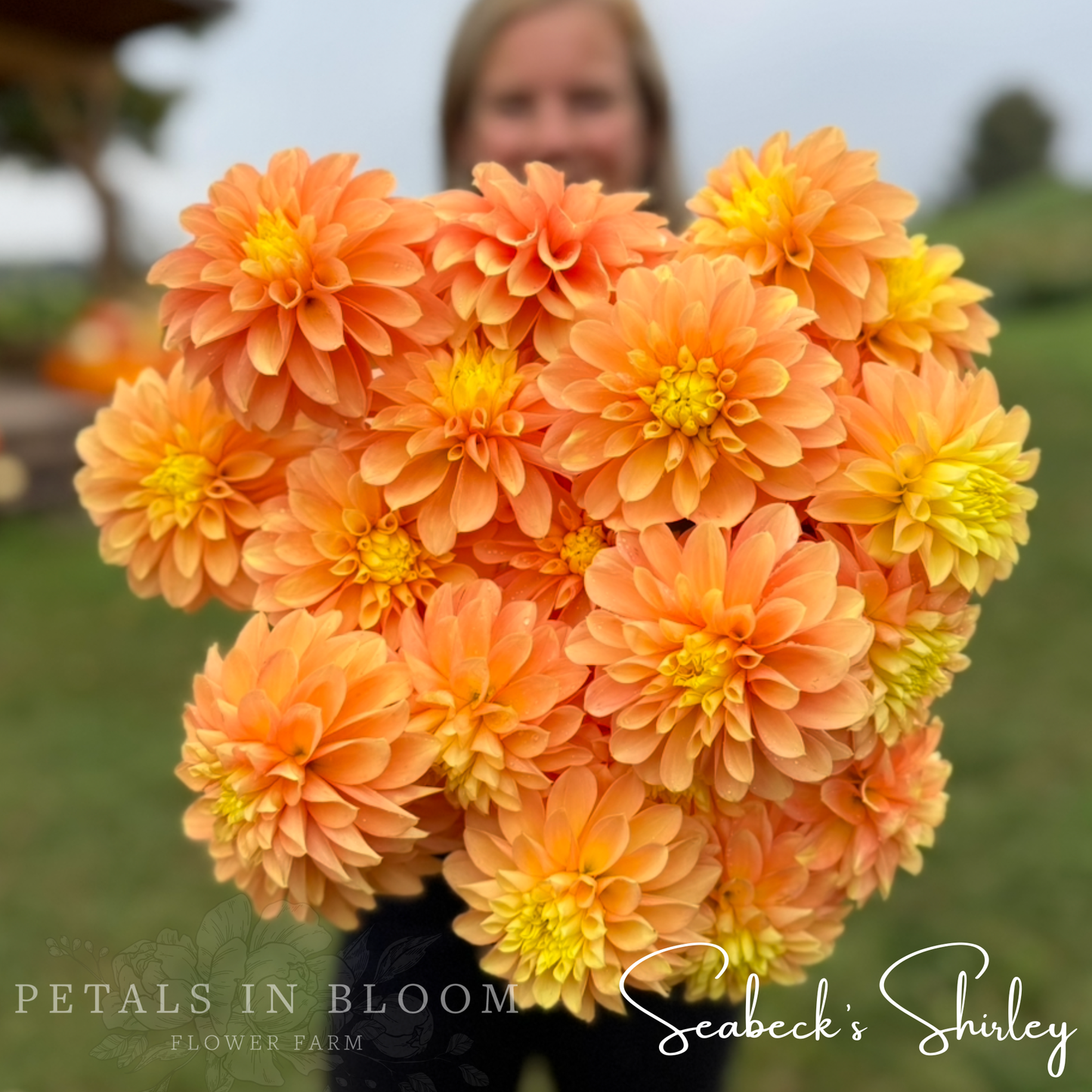 
                  
                    Seabecks Shirley Dahlia Tuber
                  
                