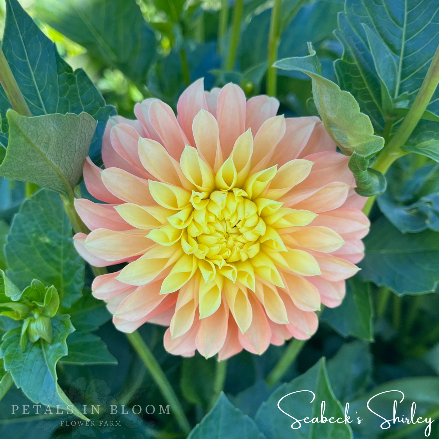
                  
                    Seabecks Shirley Dahlia Tuber
                  
                