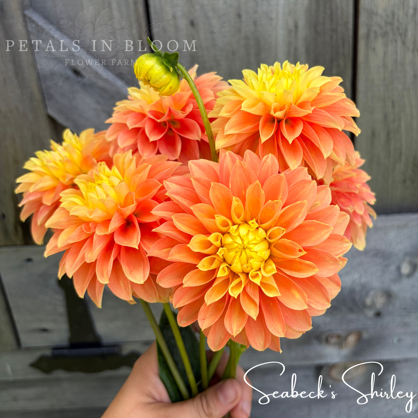
                  
                    Seabecks Shirley Dahlia Tuber
                  
                