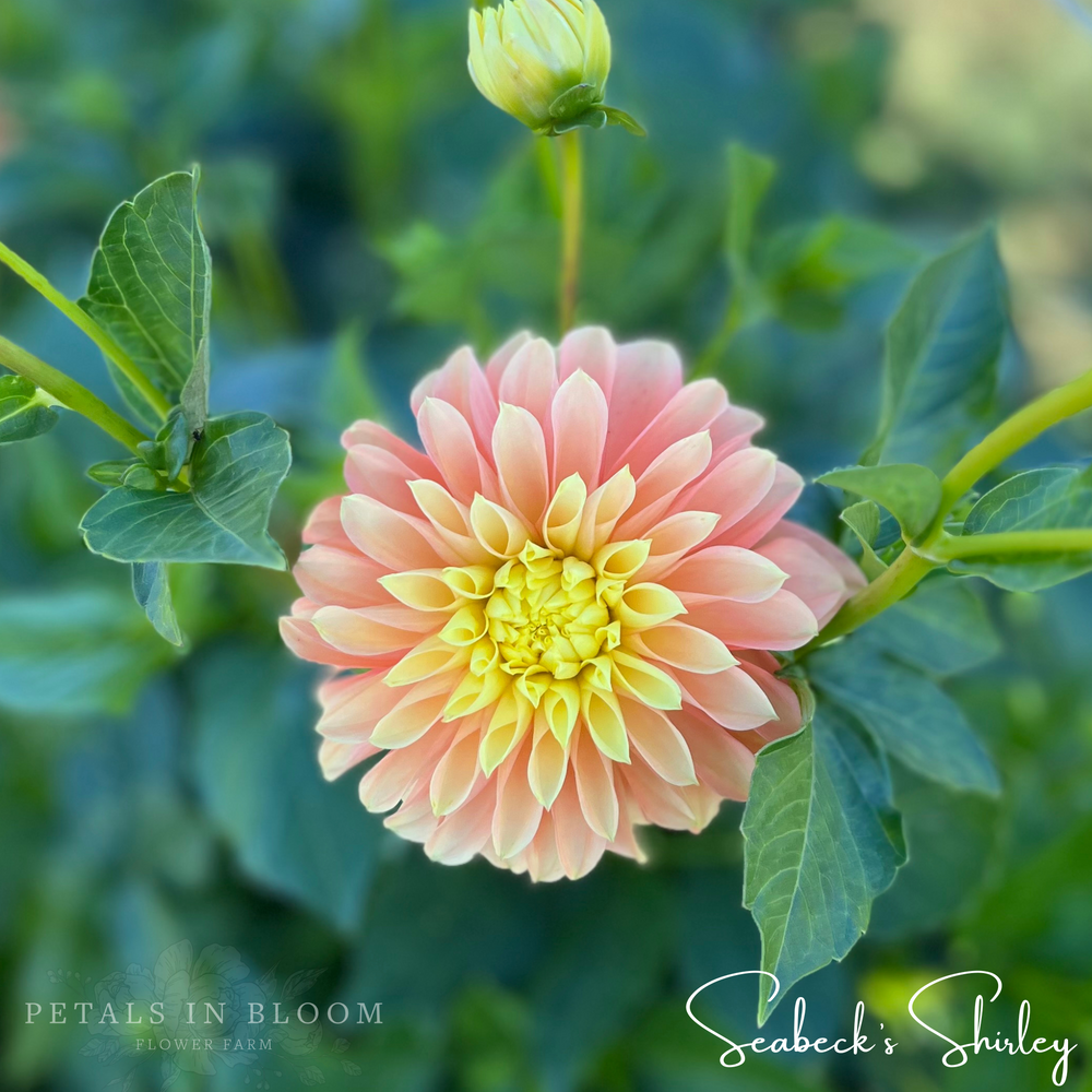 Seabecks Shirley Dahlia Tuber