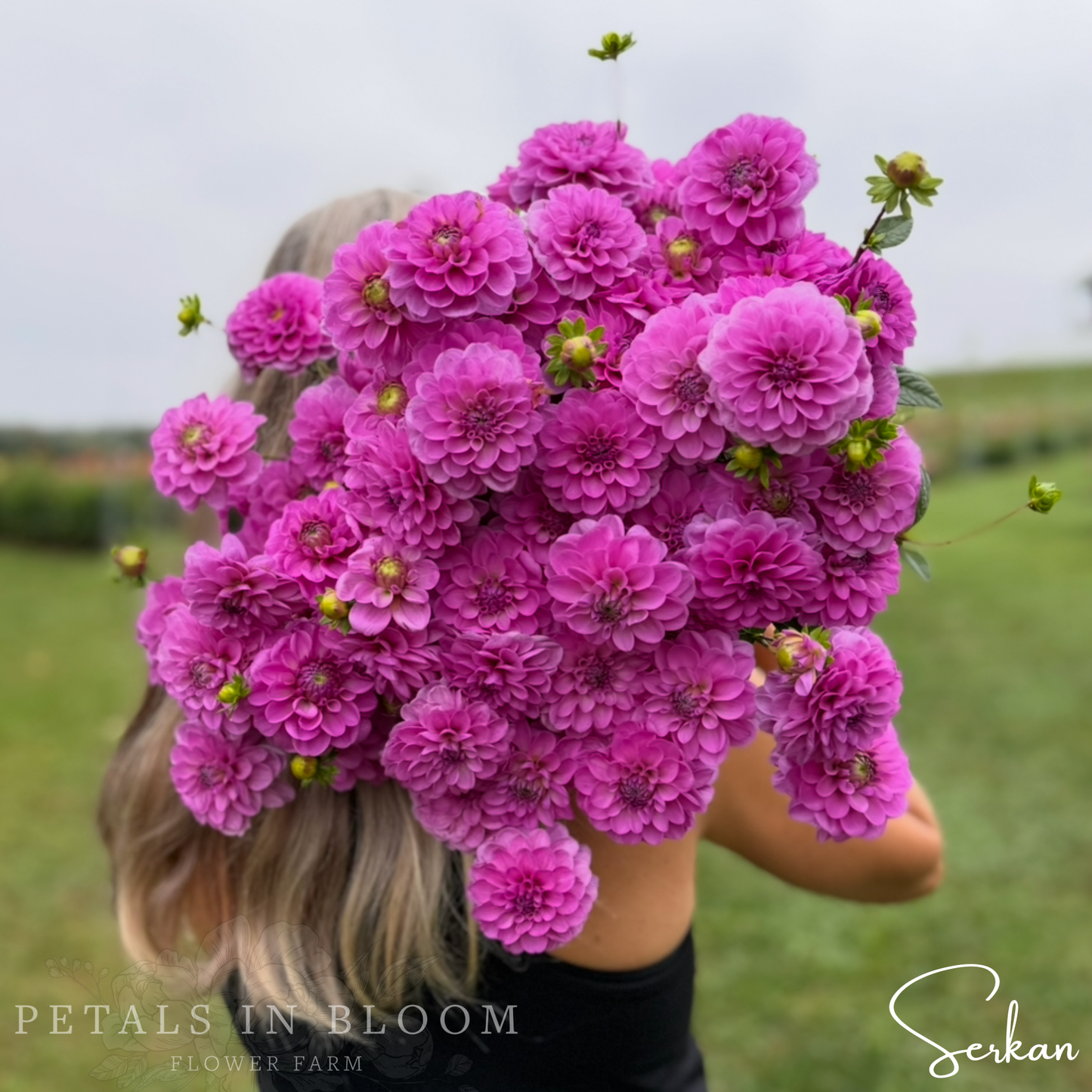 
                  
                    Serkan Dahlia Tuber
                  
                