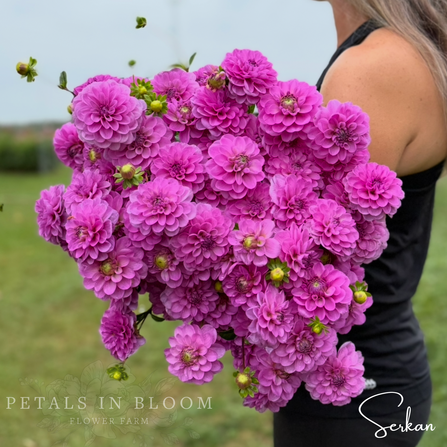 
                  
                    Serkan Dahlia Tuber
                  
                