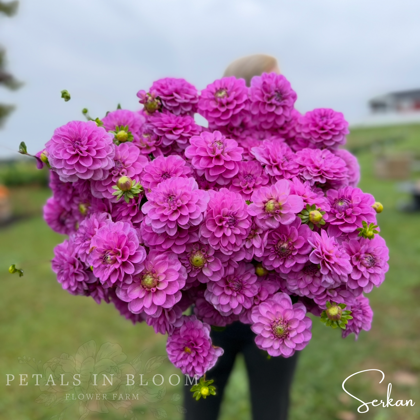 
                  
                    Serkan Dahlia Tuber
                  
                