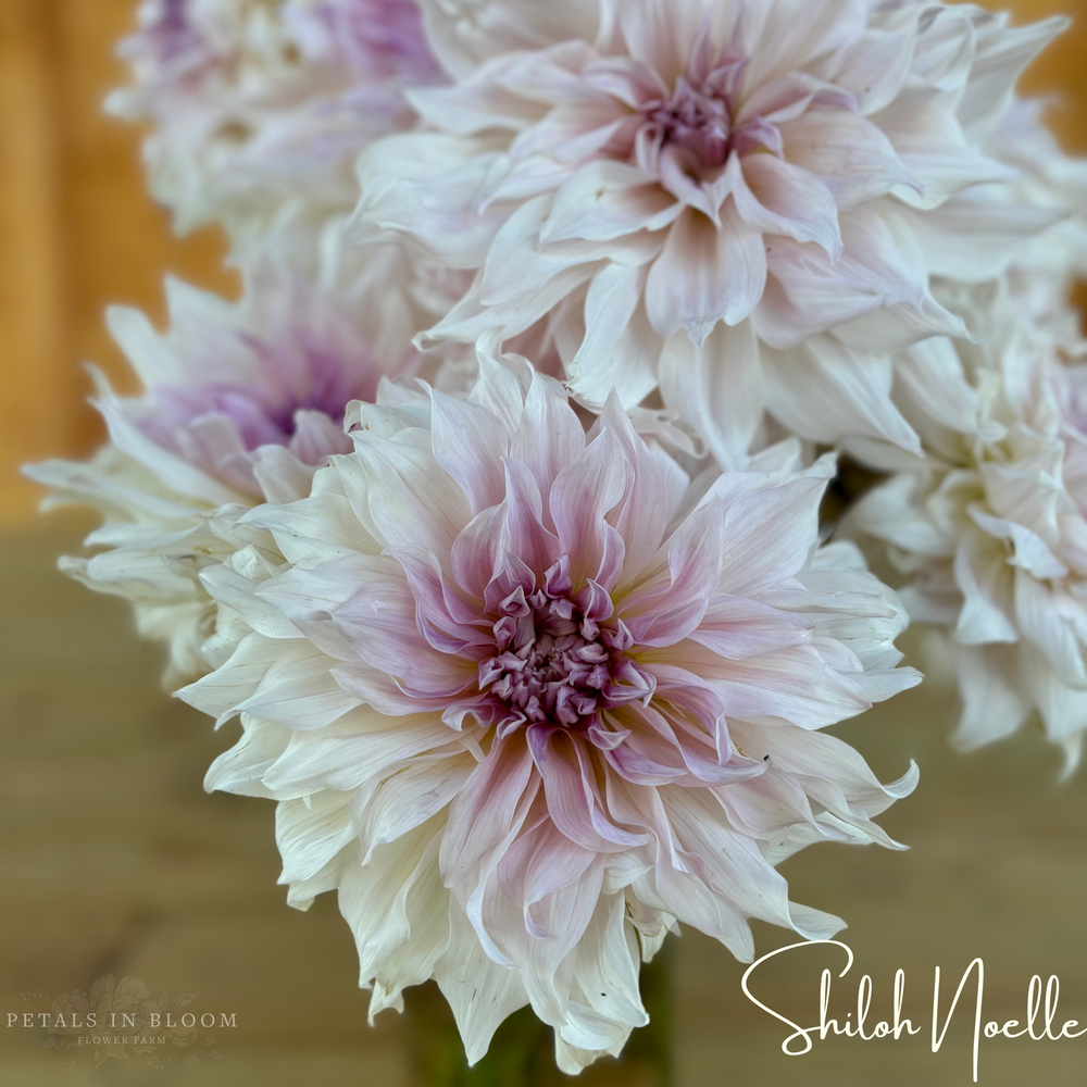 Shiloh Noelle Dahlia Tuber