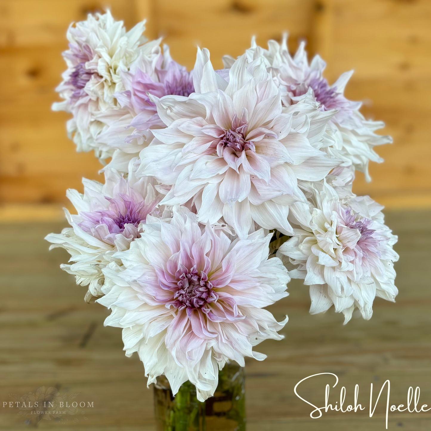 
                  
                    Shiloh Noelle Dahlia Tuber
                  
                