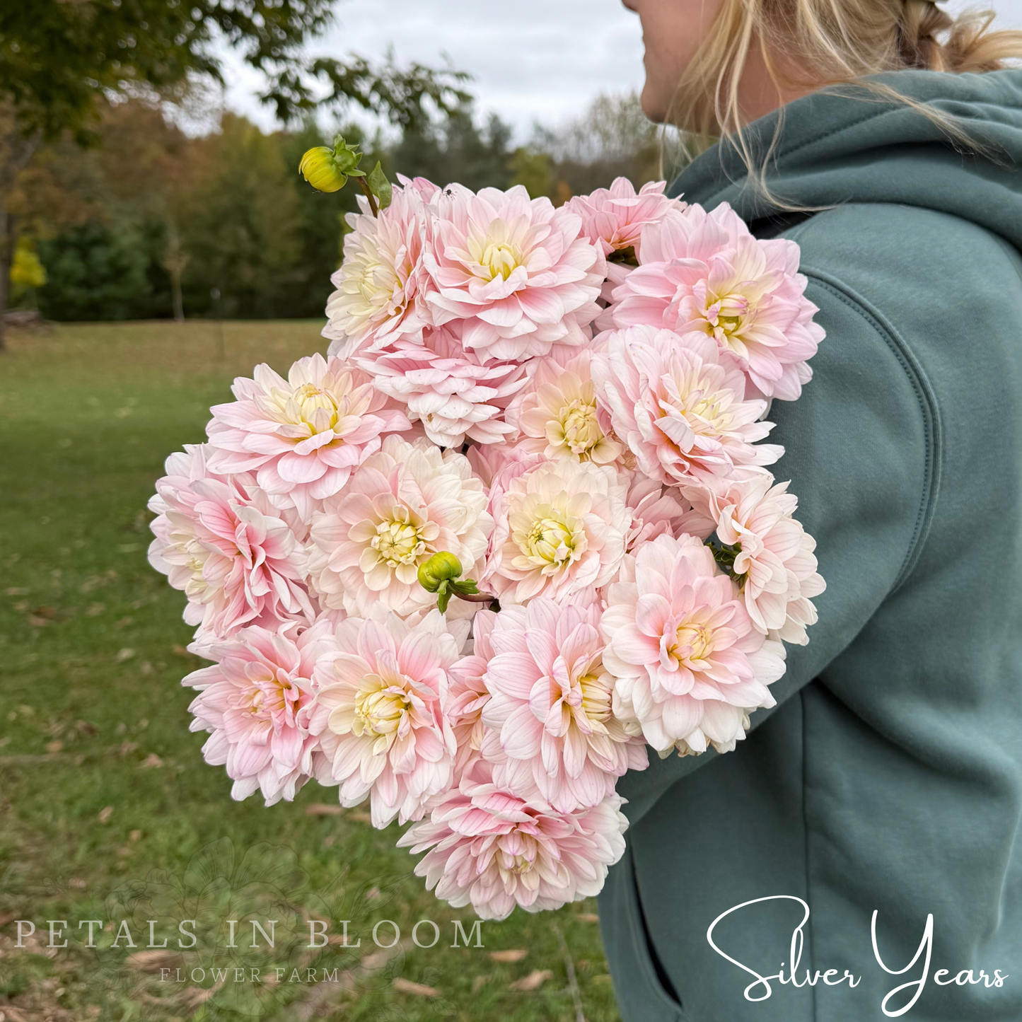 
                  
                    Silver Years Dahlia Tubers
                  
                