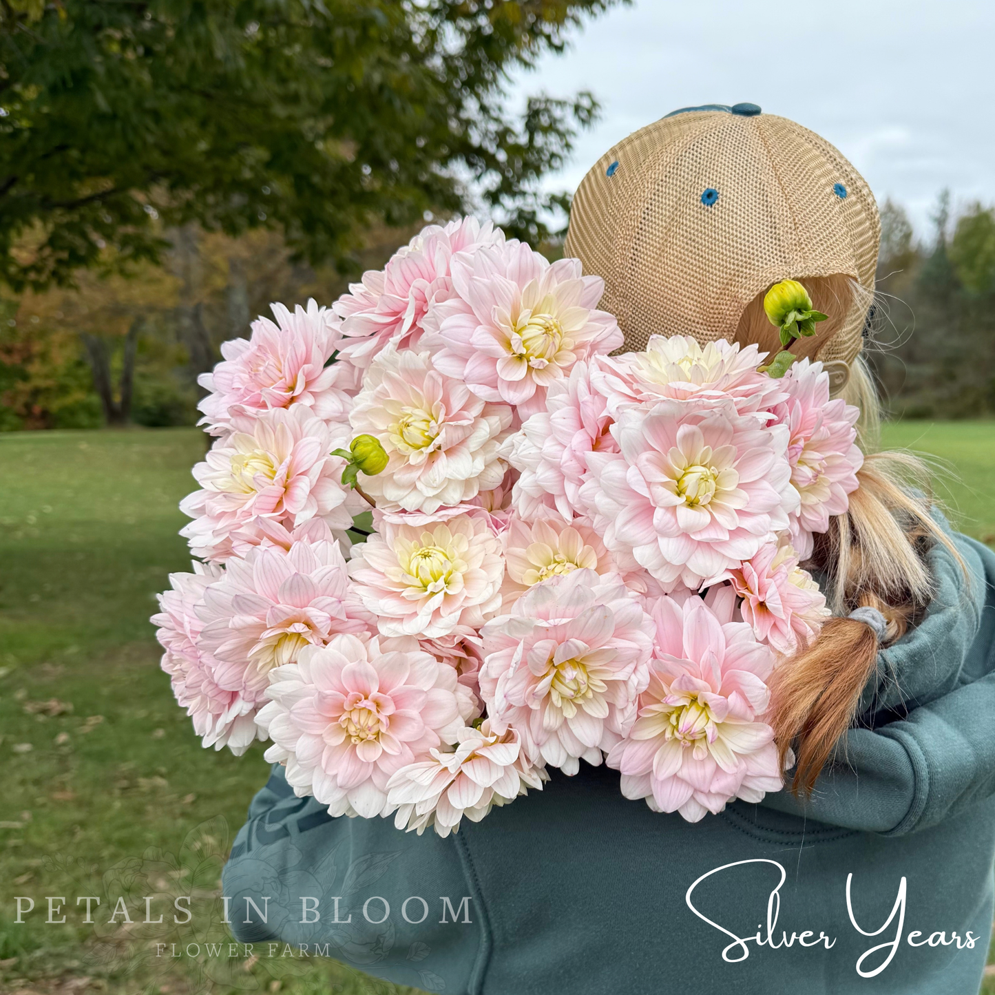 
                  
                    Silver Years Dahlia Tubers
                  
                