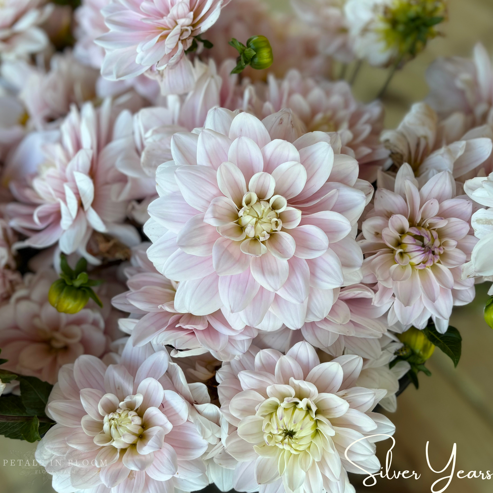 
                  
                    Silver Years Dahlia Tubers
                  
                