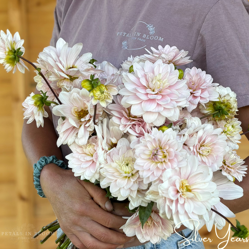 
                  
                    Silver Years Dahlia Tubers
                  
                