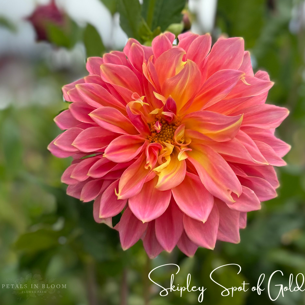 Skipley Spot of Gold Dahlia Tubers